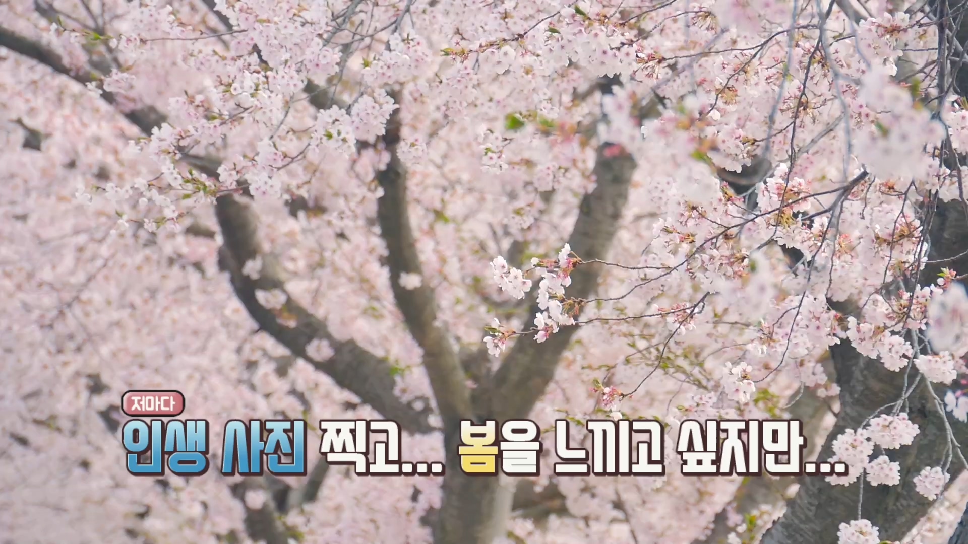 벚꽃 구경, 아쉬워도 내년에 건강하게 다시 만나요